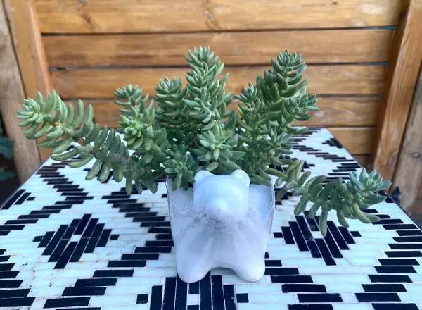 Sedum Stonecrop Evergreen Succulent (Perennial)