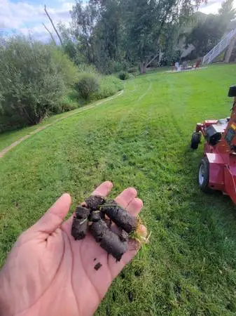 Lawn Aeration & Overseeding