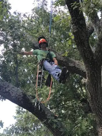 Tree Trimming, Pruning and Tree Removal Services