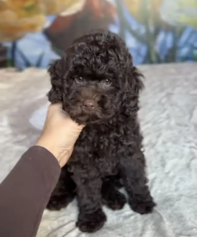 black poodle