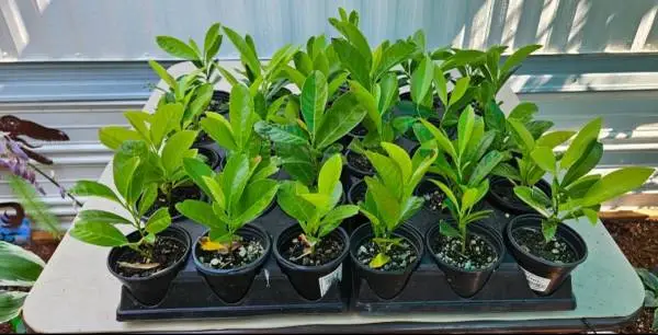 Skip Laurel Plant Now establish roots for spring growth $5 / 5 for $20
