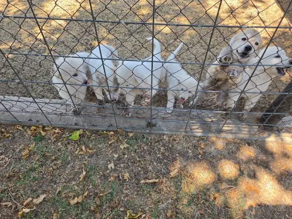 Livestock guardian puppies