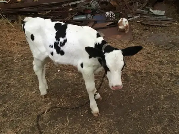 Baby Holstein Bottle Calves