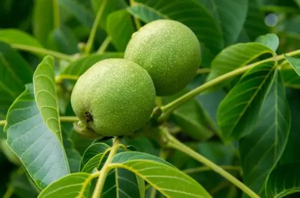 Want to harvest your unwanted Walnuts