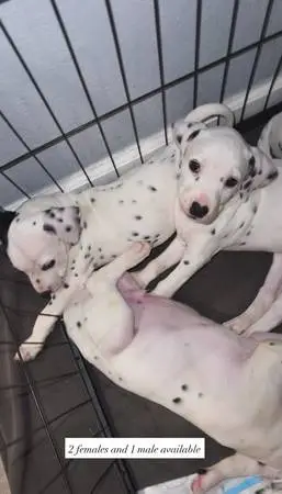 Dalmatian puppys