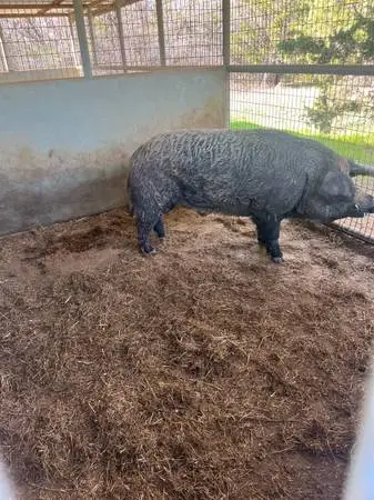 BUYING  Feral Hogs