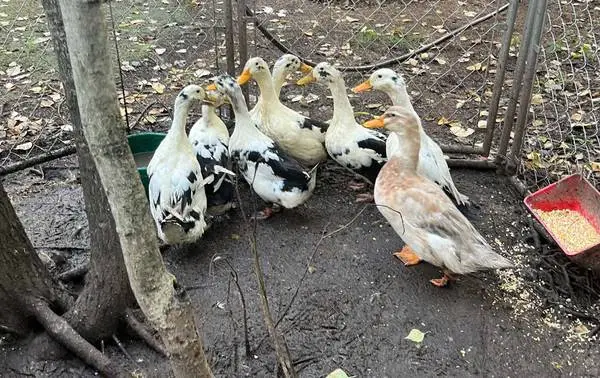 Ancona Duck Breeding Flock