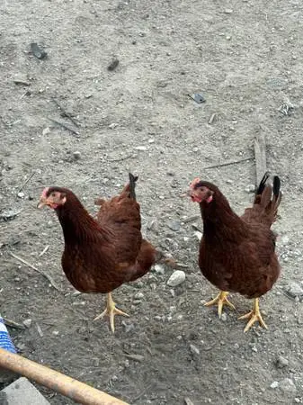 16 week old pullets