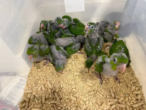 Baby bird green conure