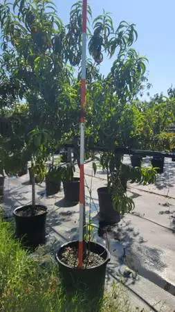 Huge Fruit Trees buy 2 get 1 free