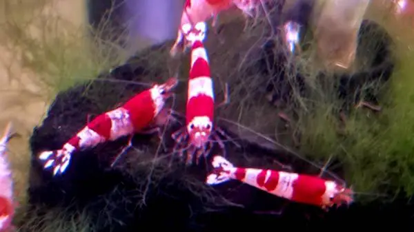 Healthy and Active CRS Crystal Red Bee Shrimps - 12 for $30