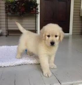 Golden Retriever Puppies Available Now – Raised With Care