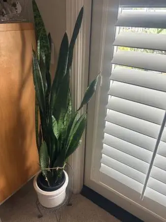 Snake plants almost 3 feet large and healthy