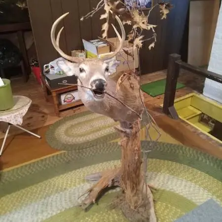 Whitetail Buck mount