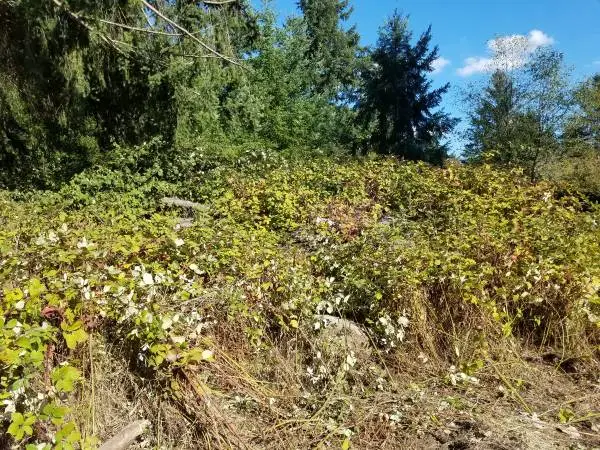 BAMBOO/BLACKBERRY REMOVAL,YARD WORK, HARDSCAPING, SOD, RETAINING WALLS