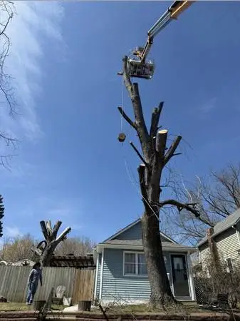 🌳💥 TREE & BRUSH REMOVAL – FAST, AFFORDABLE & RELIABLE! 💥🌳
