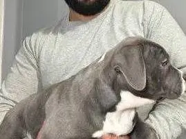 Beautiful Puppies With Wonderful Personalities