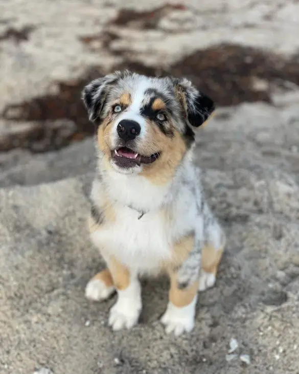AUSTRALIAN SHEPHERDS