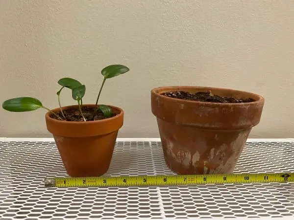 Hosta plant and bulbs