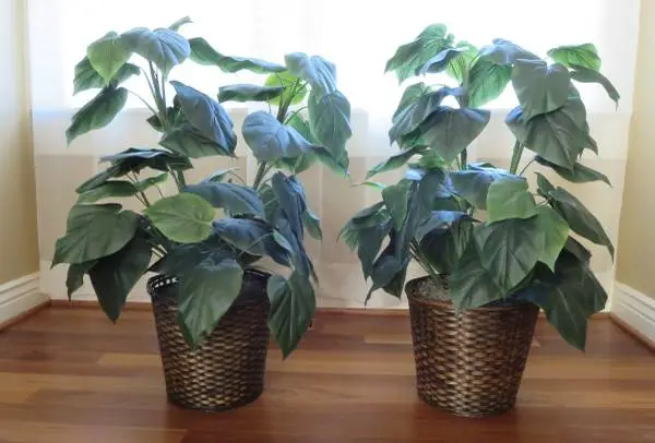 Pair of Artificial Plants w/wicker pot - 33 tall
