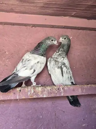 Pigeons