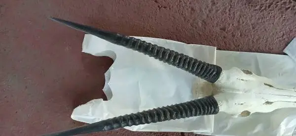 Deer horns