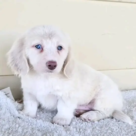 Dachshund puppies