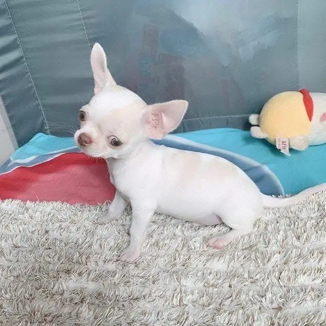 🐶 Beautiful Puppy for Sale