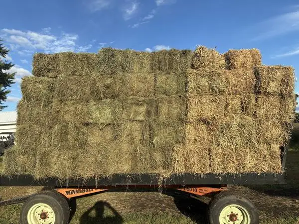 Hay- small squares