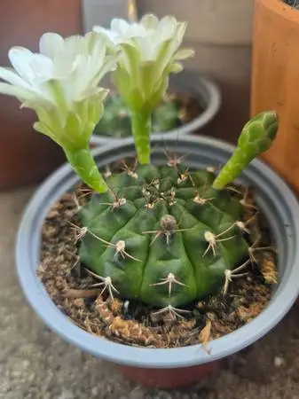 Cactus easy care