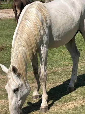 Stallion horse