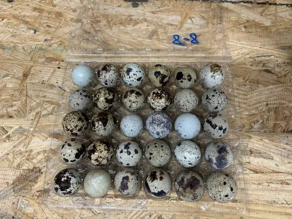 Quail Hatching Eggs - 30 Eggs - NPIP Certified (55-2098)