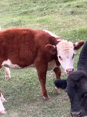 Hereford heifer