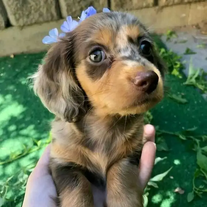dachshund puppies for adoption