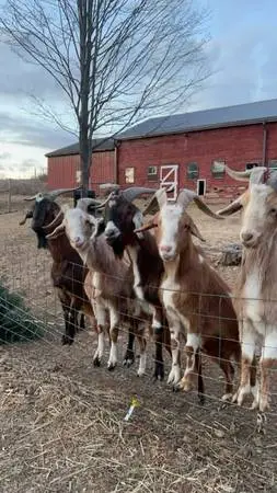 FREE GOATS!!!