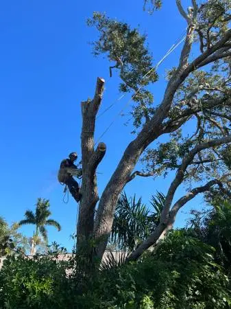 Professional Tree Trimming AND Removal
