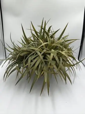 Iron Pedestal Platter W/ Faux Plant-21X21X12