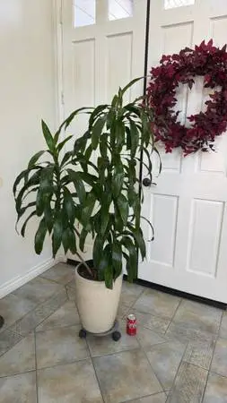 Indoor plant with gla ceramic planter